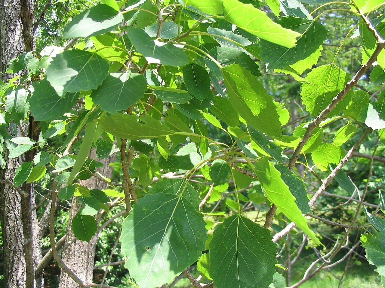 Bigtooth aspen (Populus grandidentata)