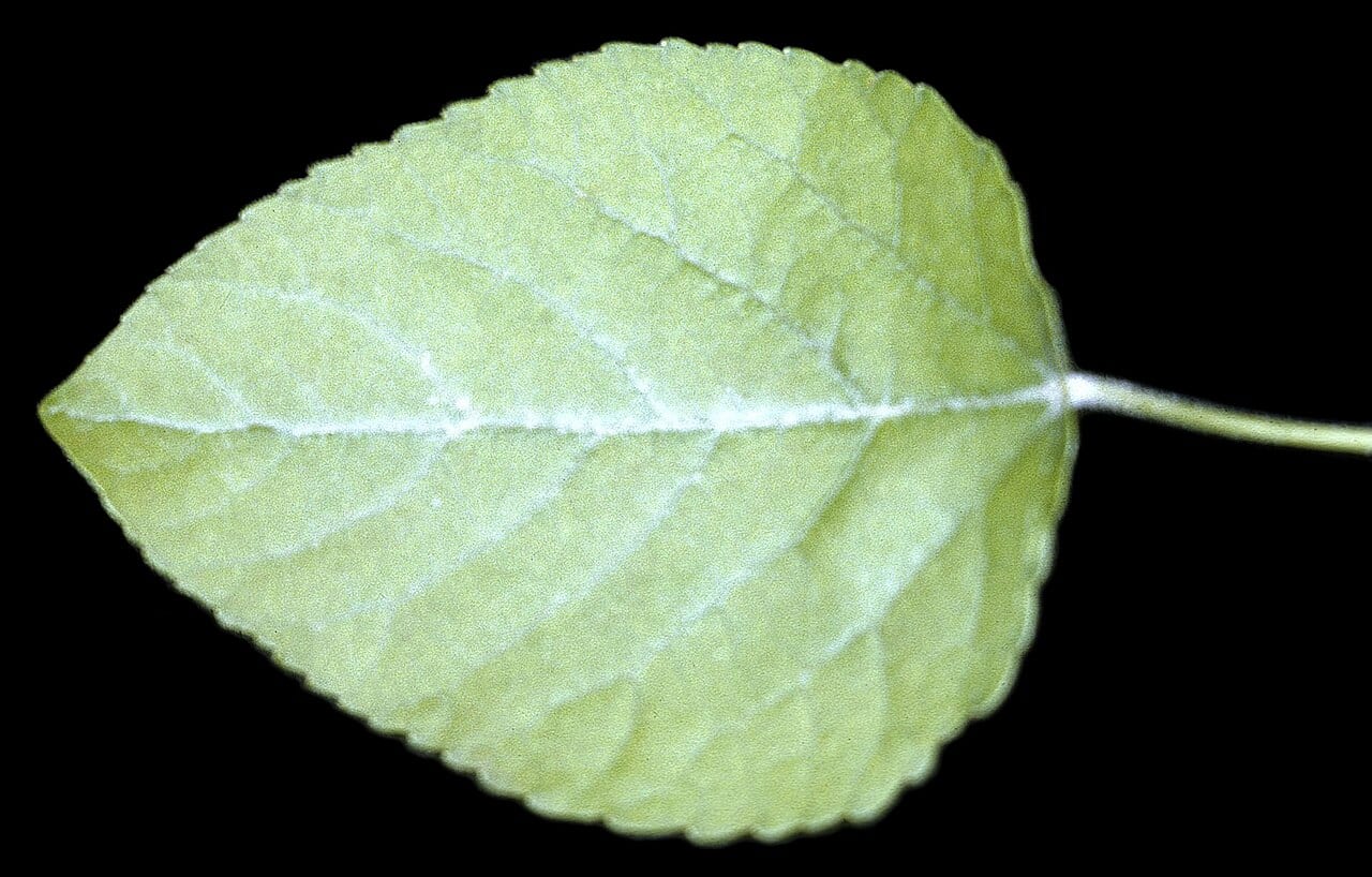 Swamp cottonwood (Populus heterophylla)