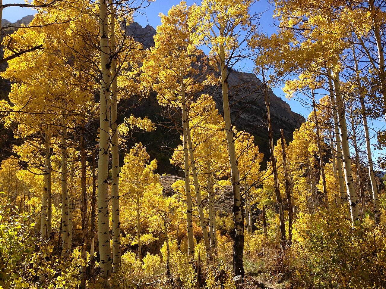 Quaking aspen (Populus tremuloides)