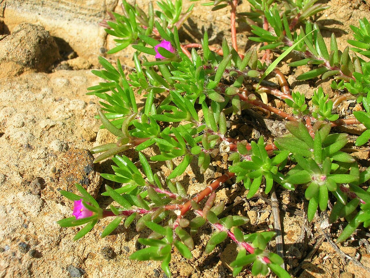 Kiss me quick (Portulaca pilosa)