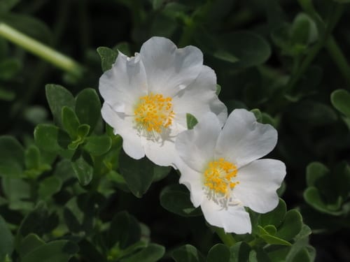 Wingpod purslane (Portulaca umbraticola ssp. umbraticola)