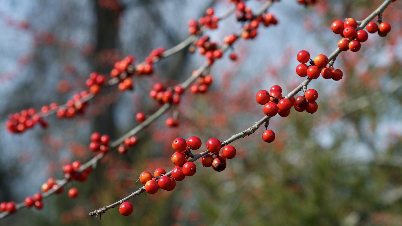 Possumhaw Holly (Ilex decidua) — bare branches loaded with red-orange fruit in winter