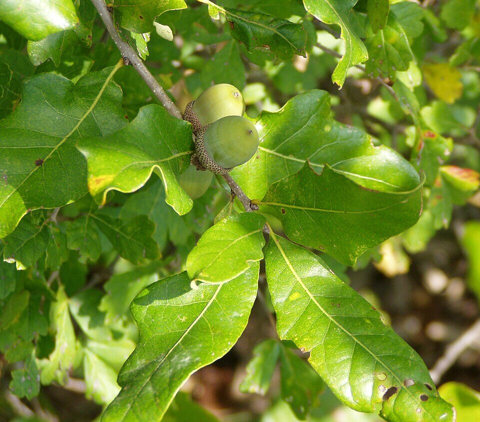 Mature post oak (Quercus stellata) with characteristic gnarled, horizontal branching
