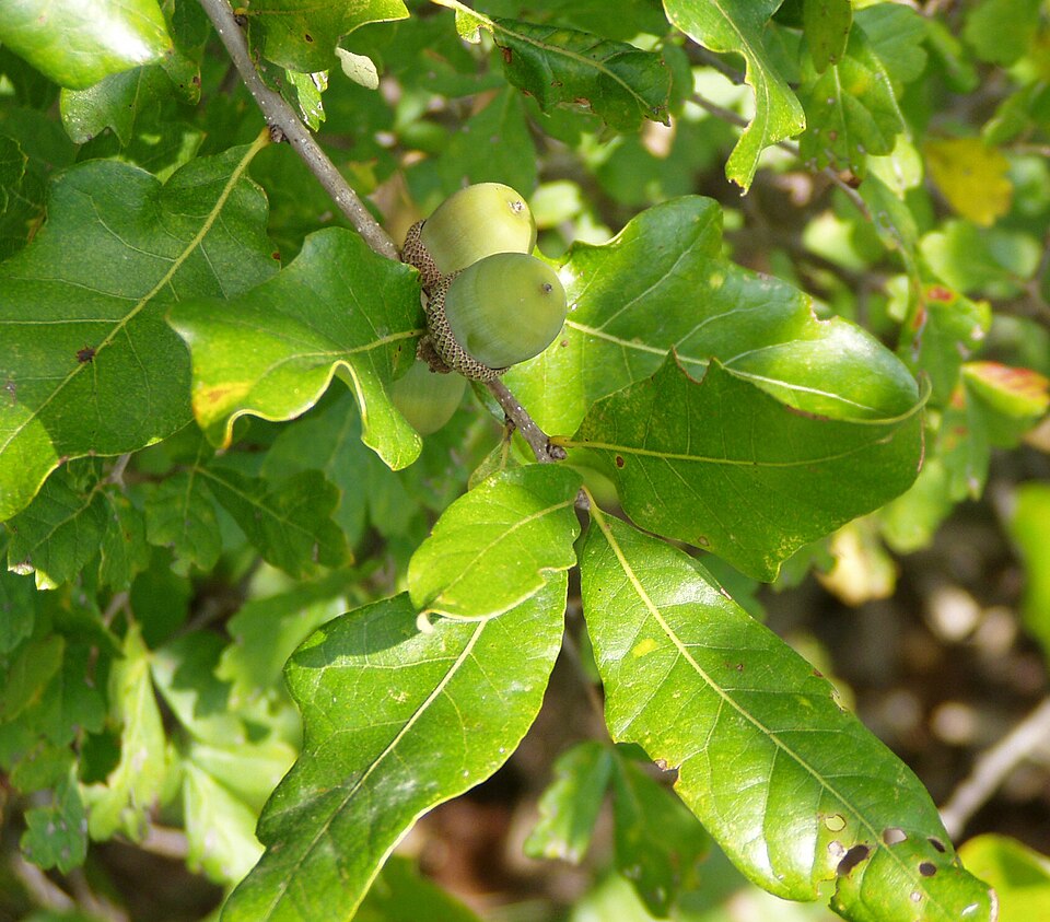 Quercus stellata — post oak in landscape