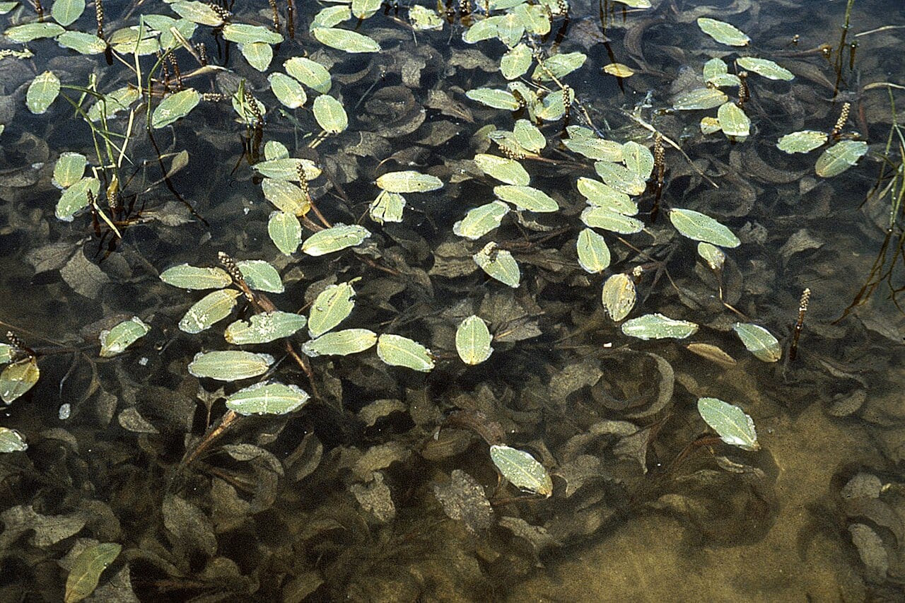 Largeleaf pondweed (Potamogeton amplifolius)
