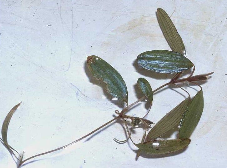 Waterthread pondweed (Potamogeton diversifolius)