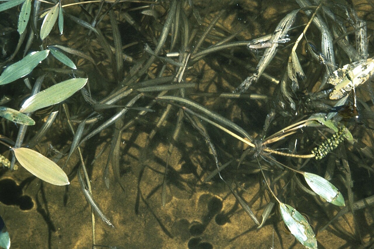 Ribbonleaf pondweed (Potamogeton epihydrus)