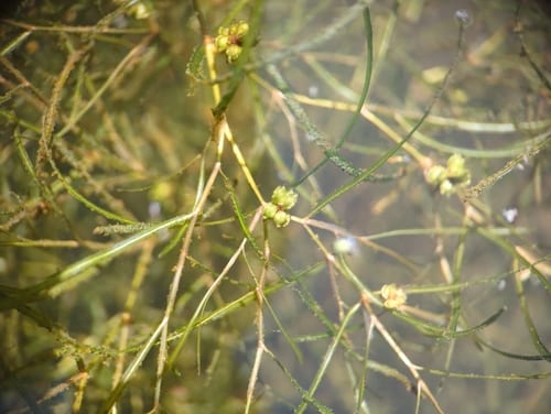 Leafy pondweed (Potamogeton foliosus ssp. foliosus)