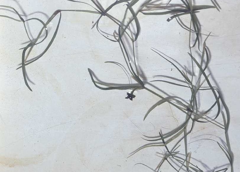 Leafy pondweed (Potamogeton foliosus)