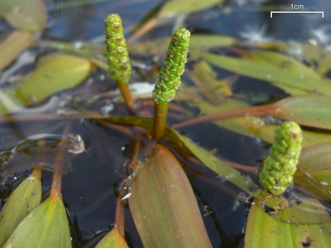 Variableleaf pondweed (Potamogeton gramineus)