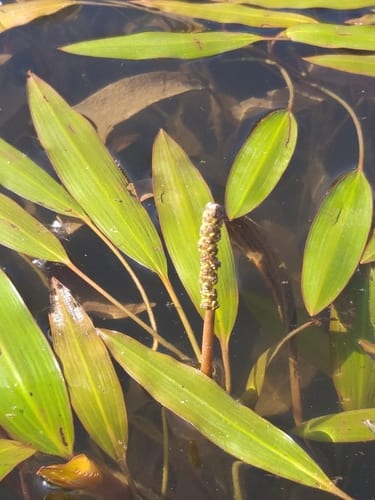 Illinois pondweed (Potamogeton illinoensis)