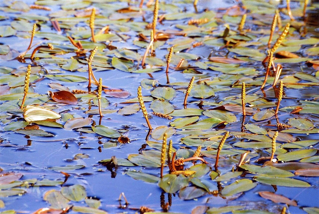 Floating pondweed (Potamogeton natans)