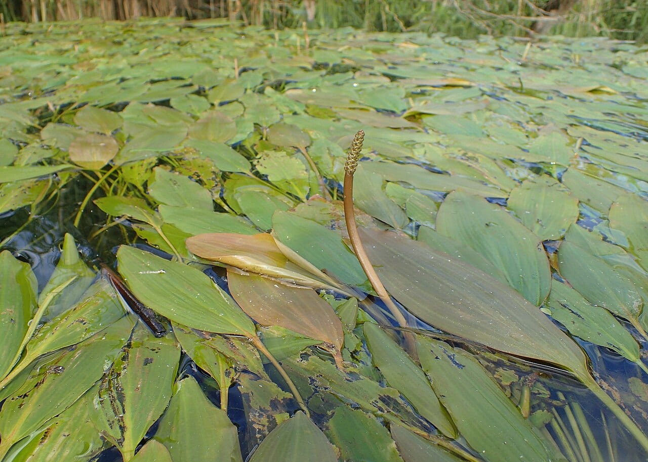 Longleaf pondweed (Potamogeton nodosus)