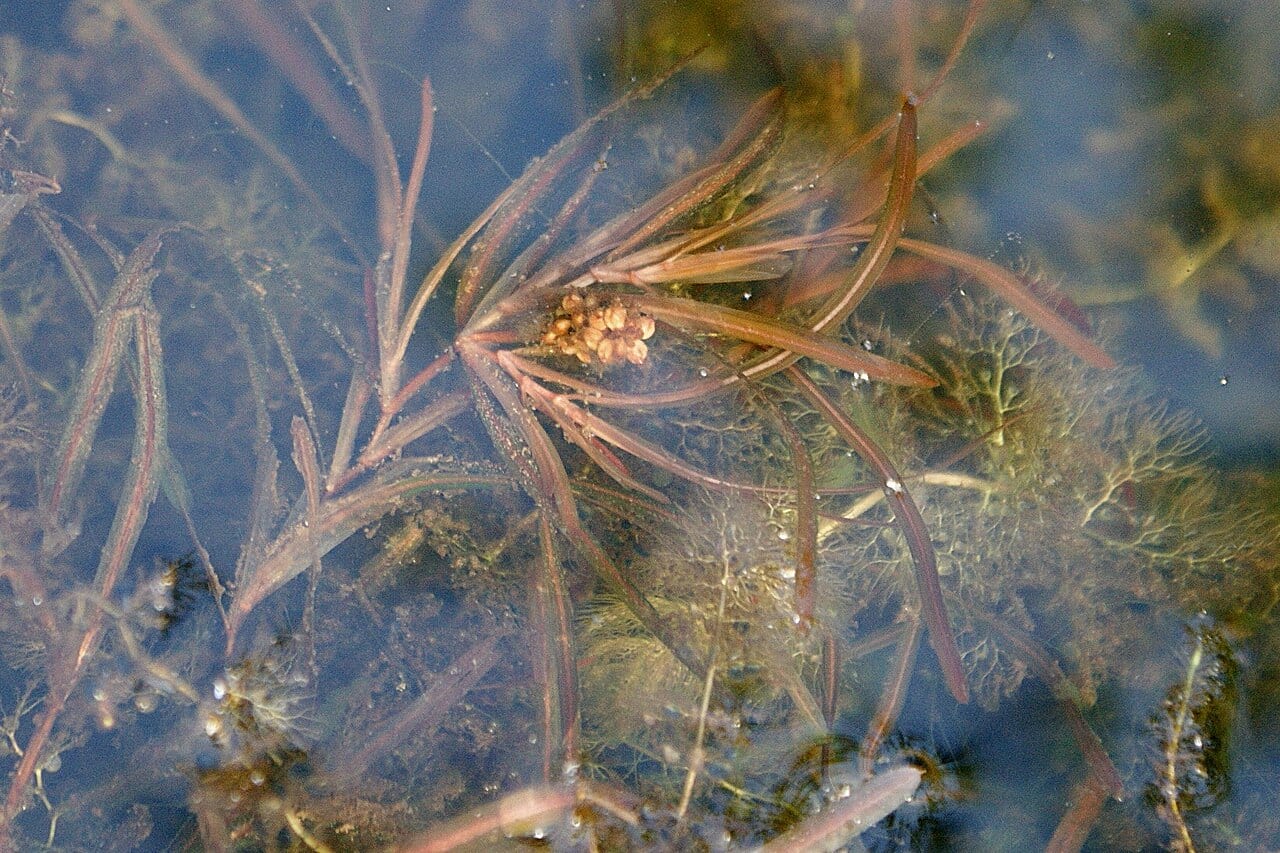 Bluntleaf pondweed (Potamogeton obtusifolius)