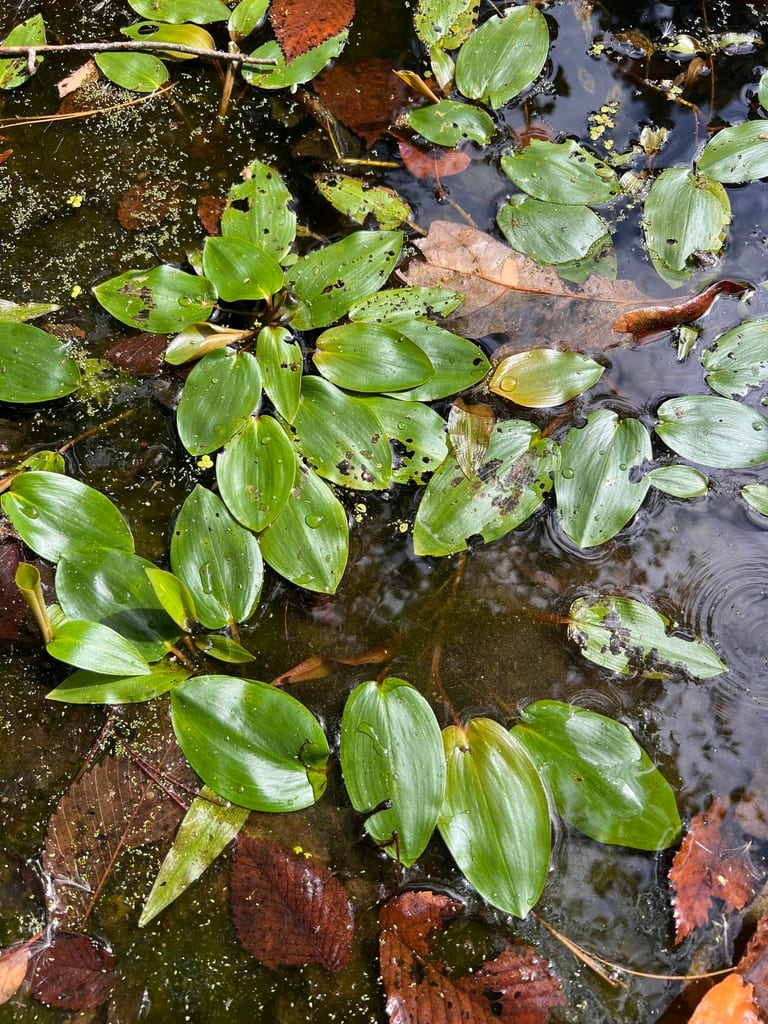 Spotted pondweed (Potamogeton pulcher)