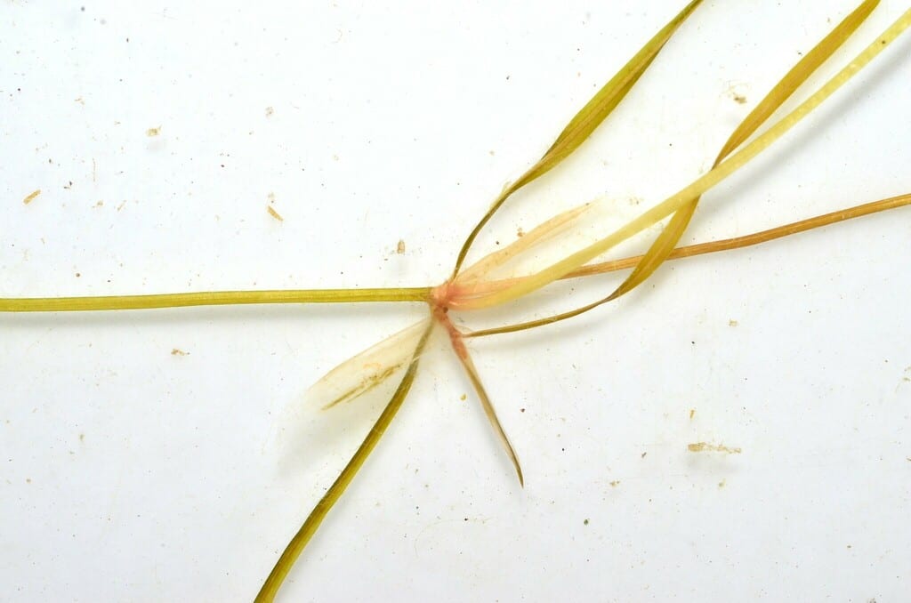Small pondweed (Potamogeton pusillus ssp. tenuissimus)