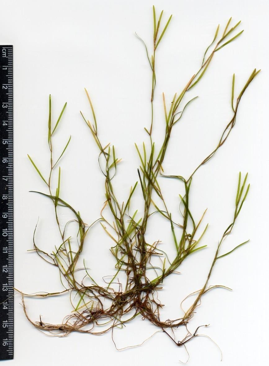 Small pondweed (Potamogeton pusillus)