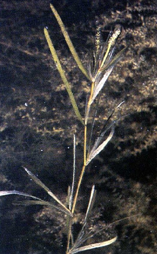 Flatstem pondweed (Potamogeton zosteriformis)