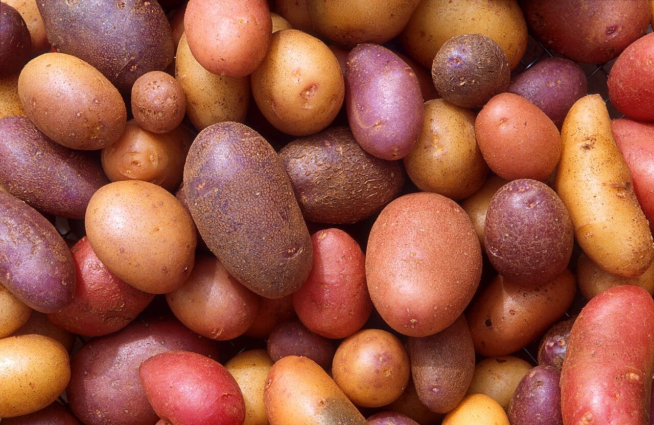 Potato (Solanum tuberosum)