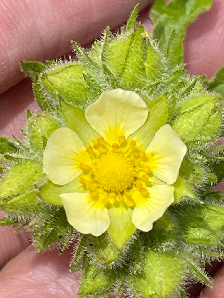 Tall cinquefoil (Potentilla arguta ssp. arguta)
