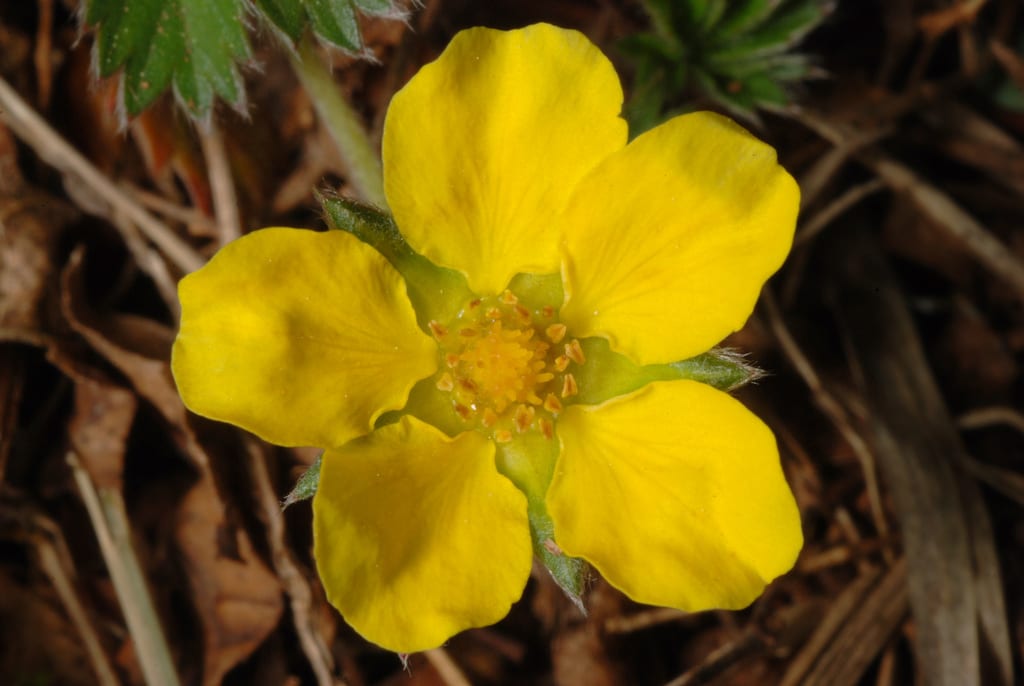 Dwarf cinquefoil (Potentilla canadensis var. villosissima)