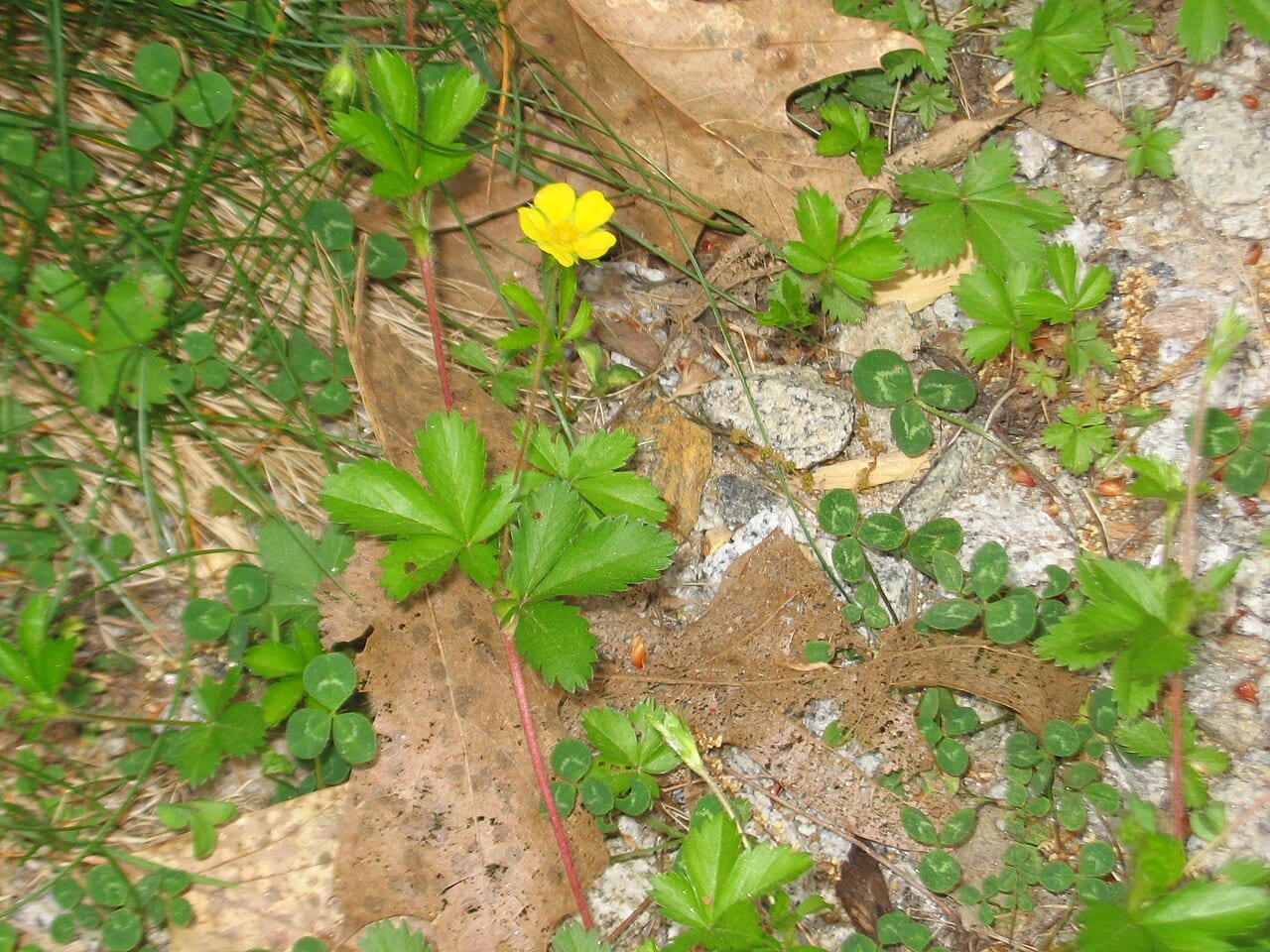 Dwarf cinquefoil (Potentilla canadensis)