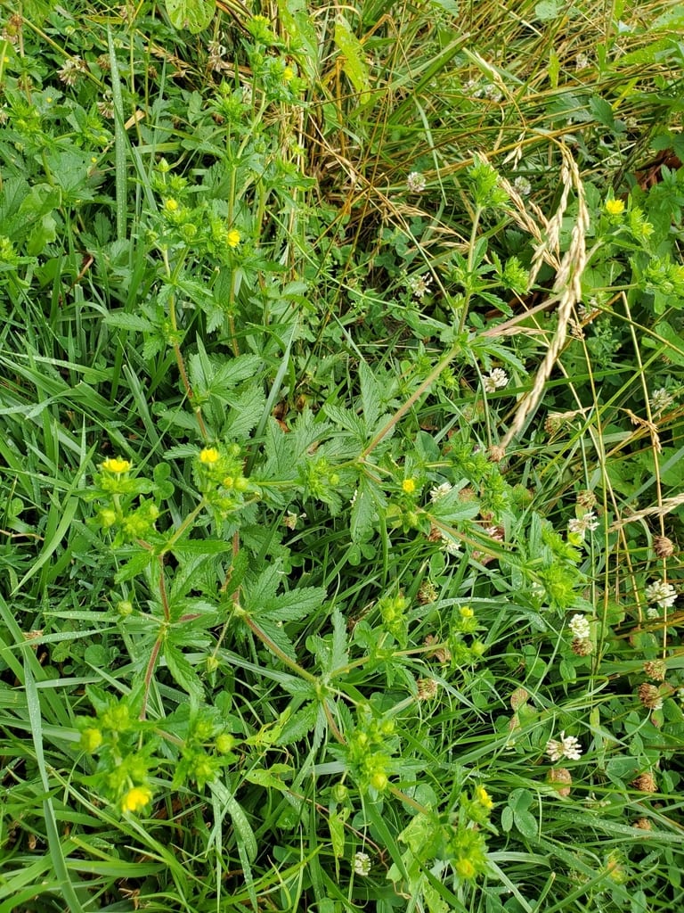 Norwegian cinquefoil (Potentilla norvegica ssp. monspeliensis)
