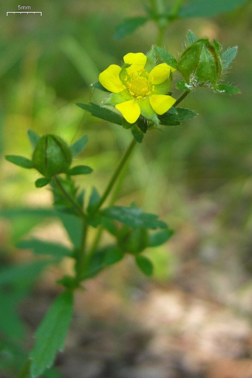 Norwegian cinquefoil (Potentilla norvegica)