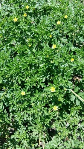 Paradox cinquefoil (Potentilla paradoxa)