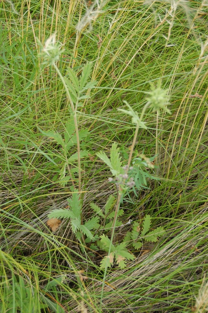 Pennsylvania cinquefoil (Potentilla pensylvanica)