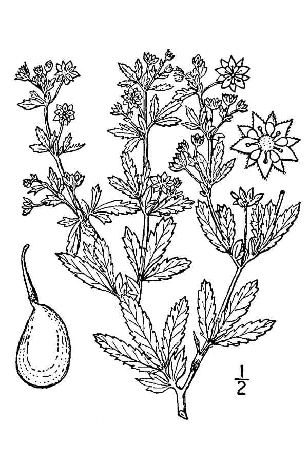Brook cinquefoil (Potentilla rivalis)
