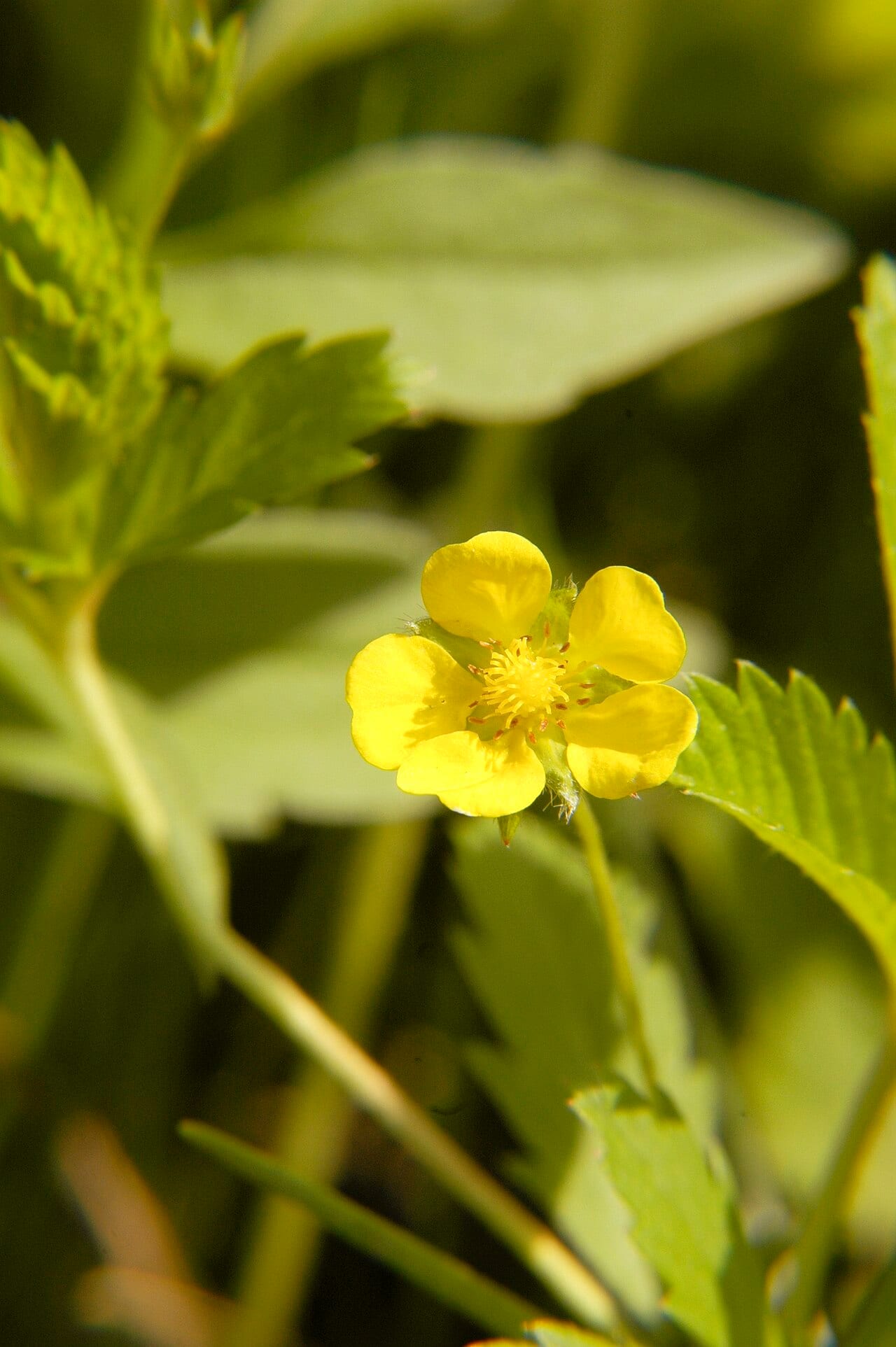Common cinquefoil (Potentilla simplex)