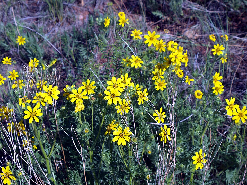Prairie Coreopsis (Coreopsis palmata) with bright golden-yellow daisy flowers and three-lobed leaves