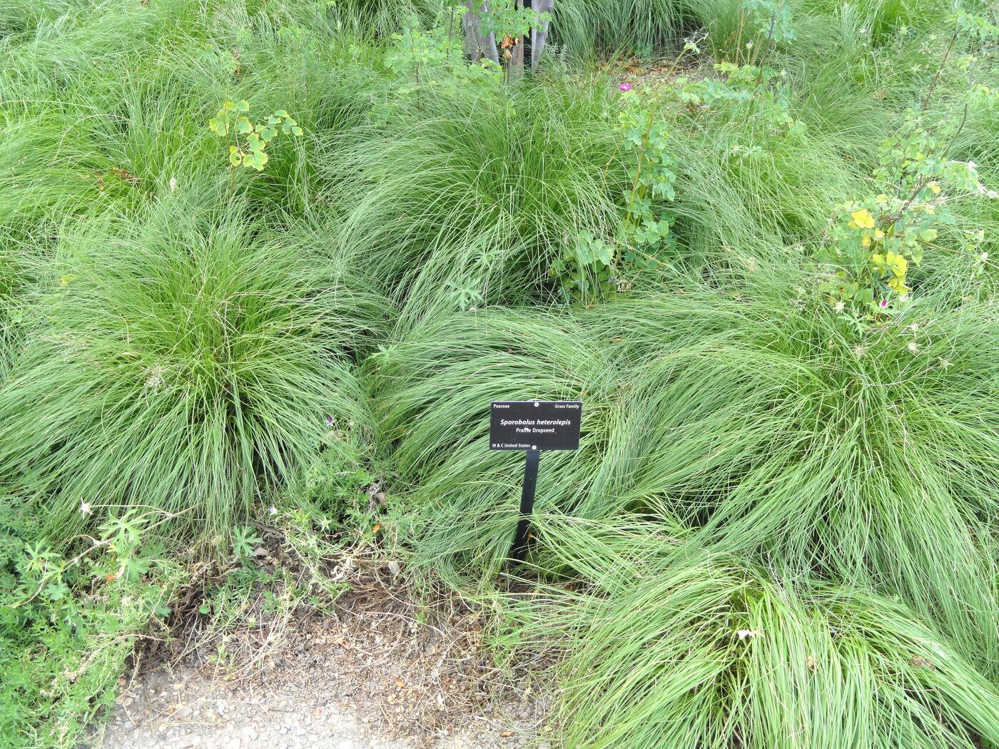 Prairie Dropseed (Sporobolus heterolepis) — fountain-form bunchgrass with airy fall panicles