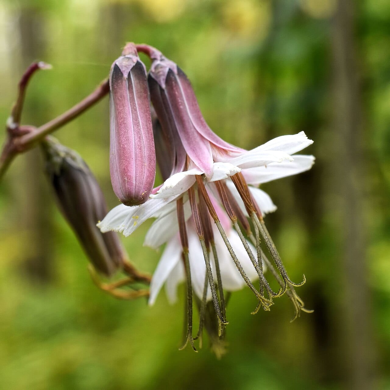 White rattlesnakeroot (Prenanthes alba)