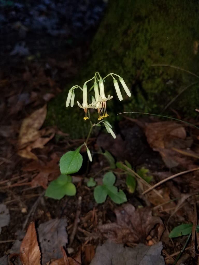 Tall rattlesnakeroot (Prenanthes altissima)