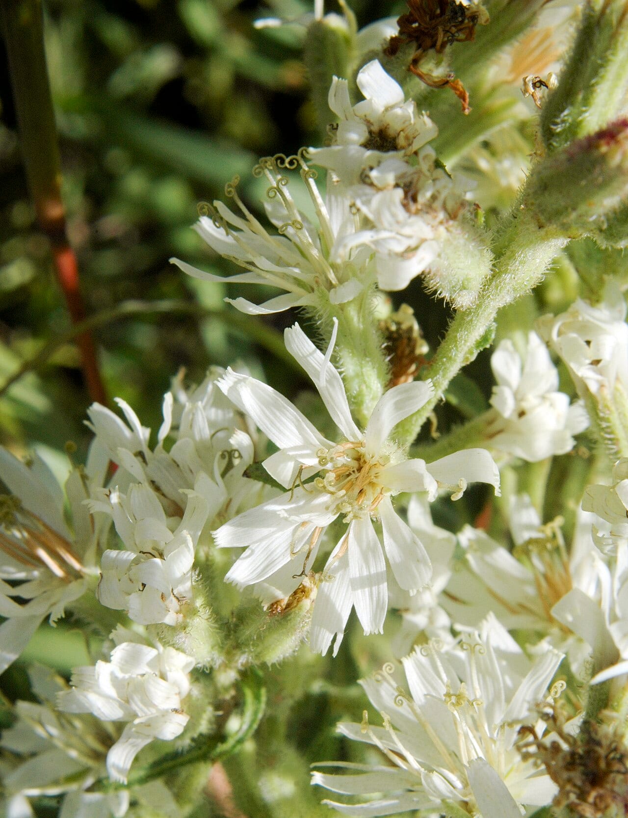 Rough rattlesnakeroot (Prenanthes aspera)