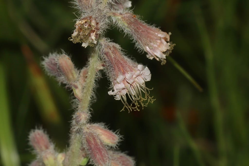 Glaucous rattlesnakeroot (Prenanthes racemosa var. multiflora)