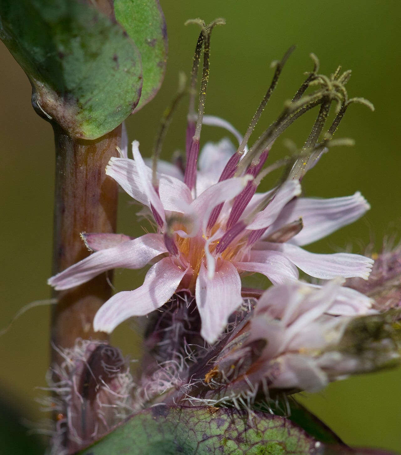 Purple rattlesnakeroot (Prenanthes racemosa)