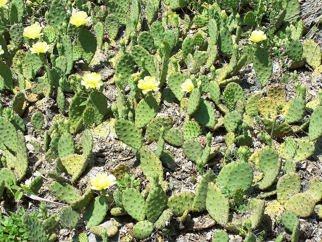 Prickly Pear (Opuntia humifusa)