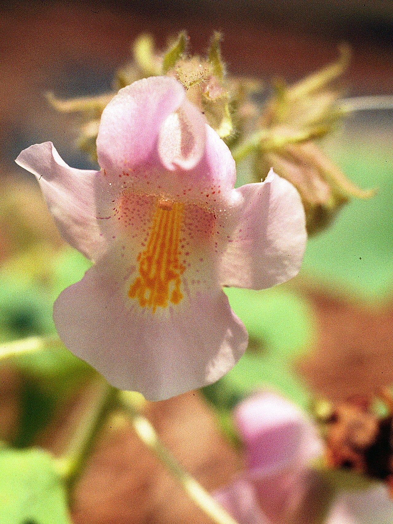Louisiana devil's-claw (Proboscidea louisianica)
