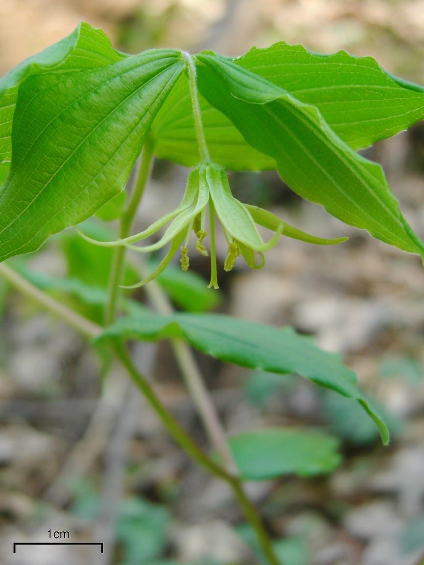 Yellow fairybells (Prosartes lanuginosa)