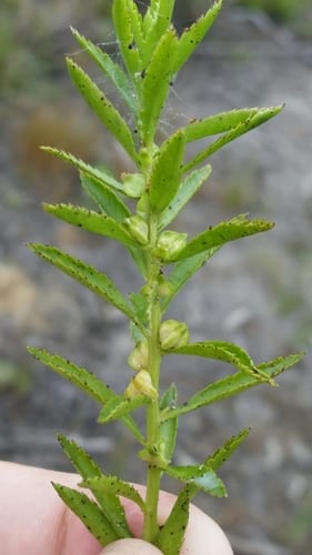 Marsh mermaidweed (Proserpinaca palustris var. crebra)