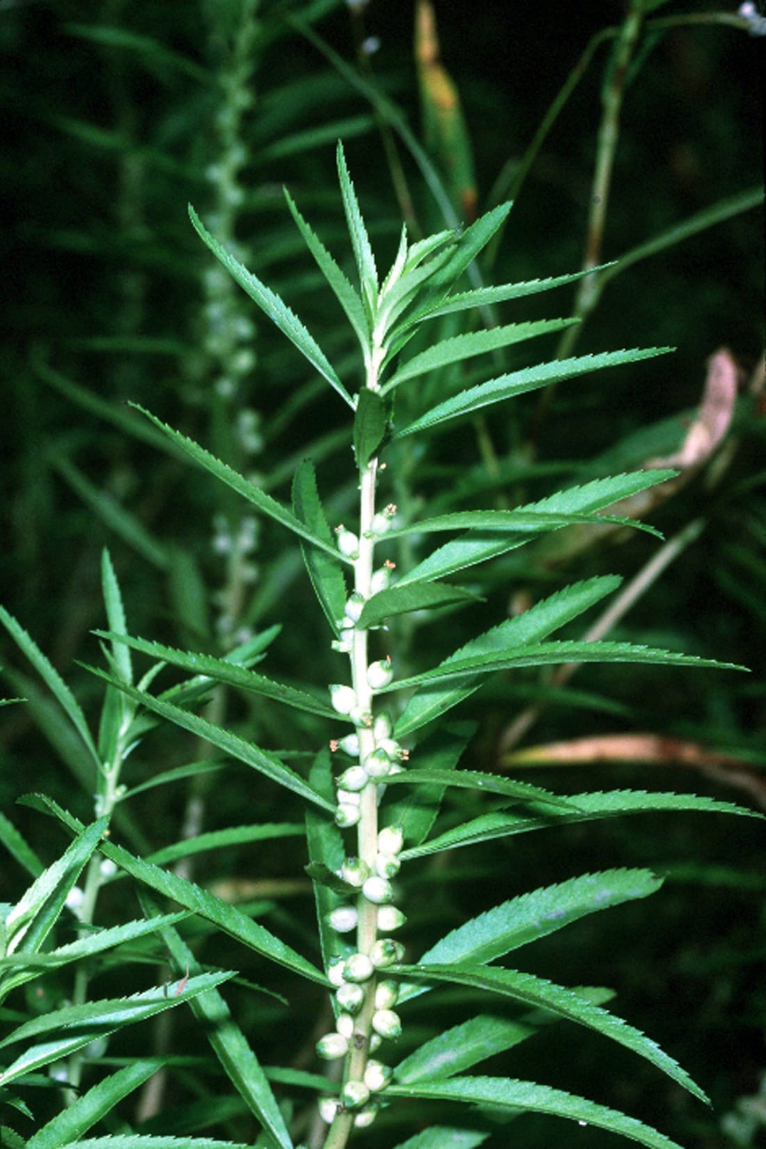 Marsh mermaidweed (Proserpinaca palustris)