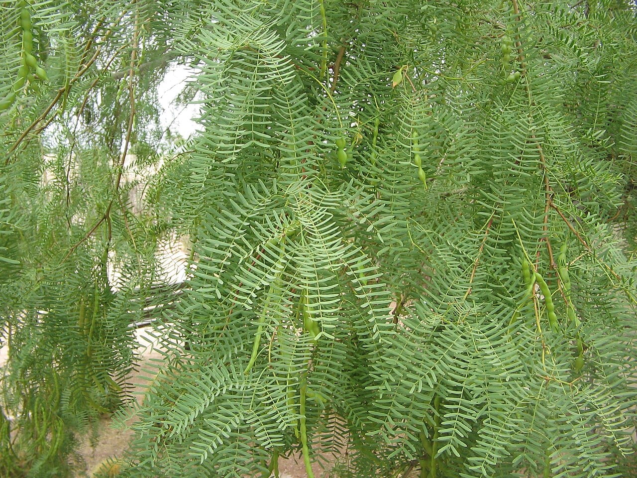 Honey mesquite (Prosopis glandulosa)