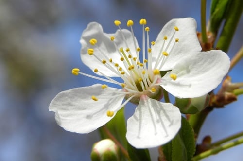 Hybrid plum (Prunus × palmeri)