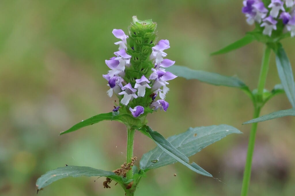 Common selfheal (Prunella vulgaris ssp. vulgaris)