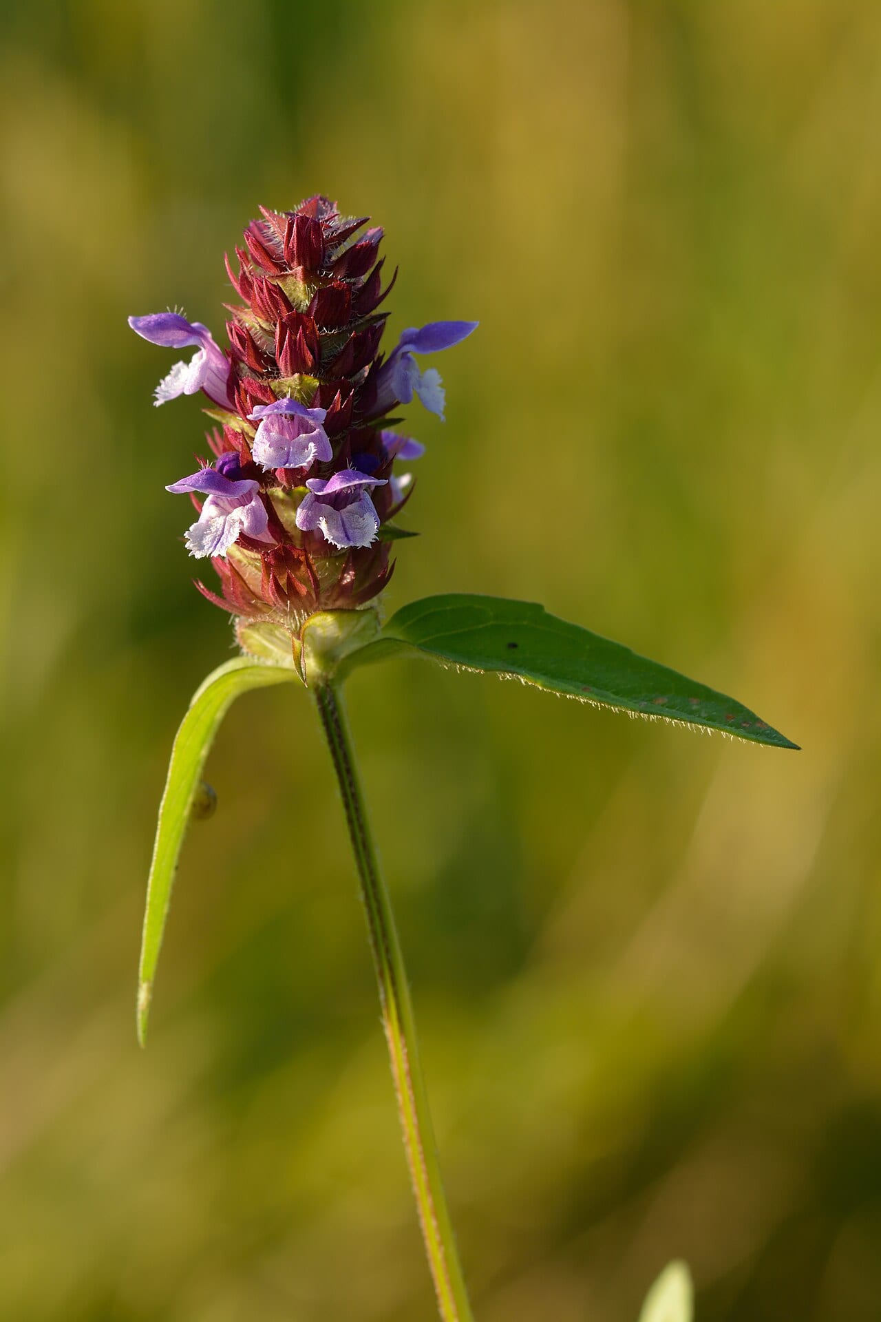 Common selfheal (Prunella vulgaris)