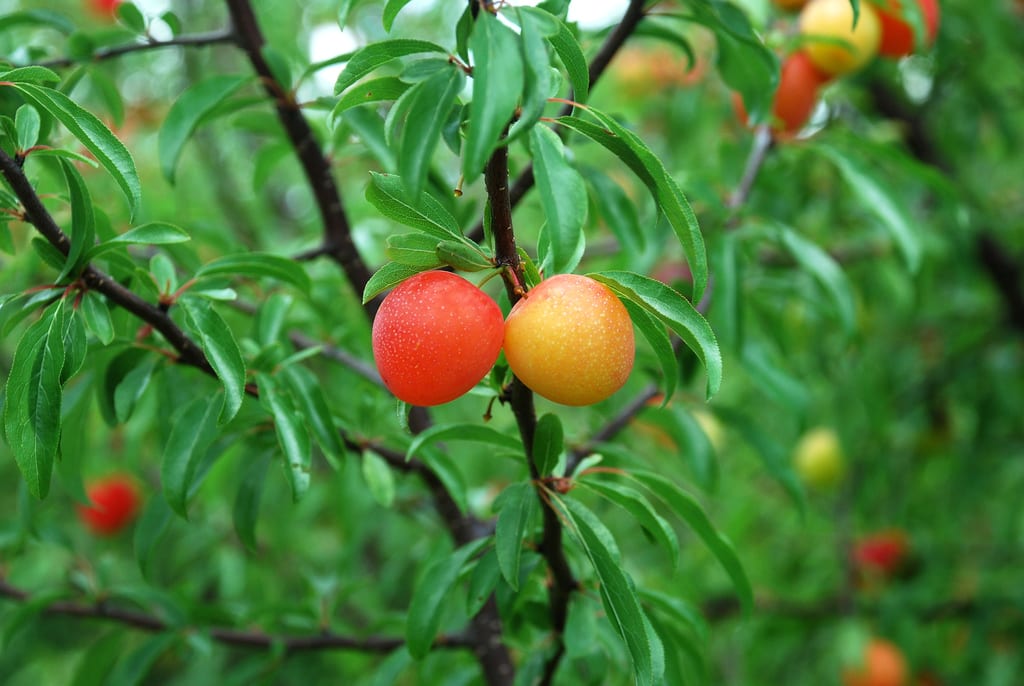 Chickasaw plum (Prunus angustifolia var. angustifolia)