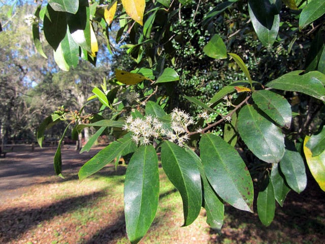 Carolina cherry-laurel (Prunus caroliniana)